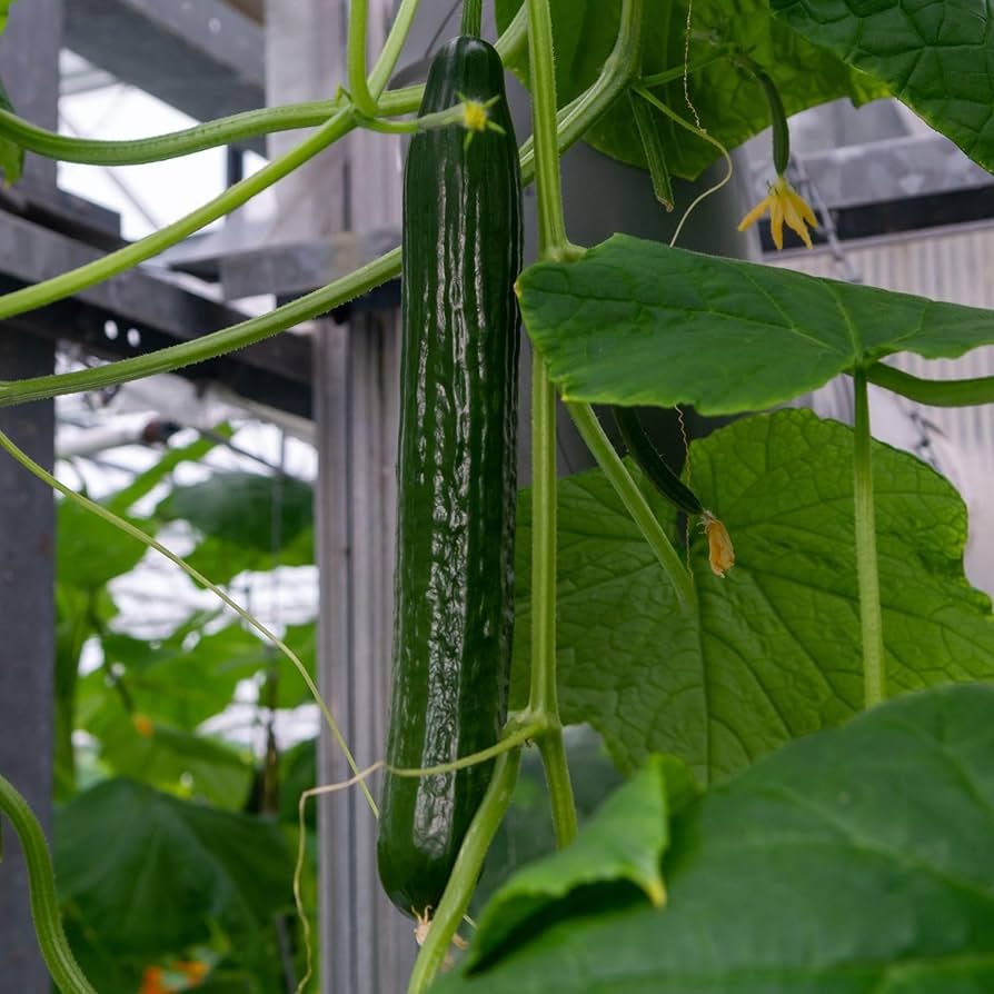 Long Cucumber Seeds