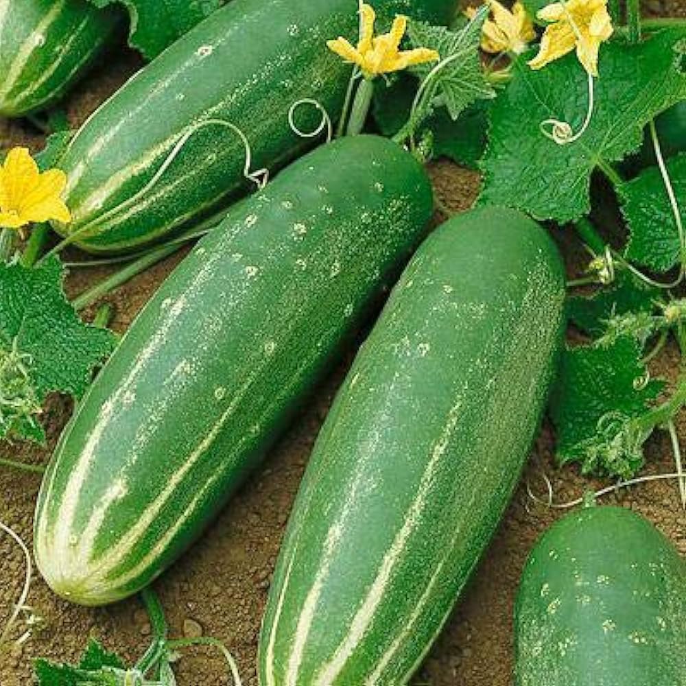 Long Cucumber Seeds