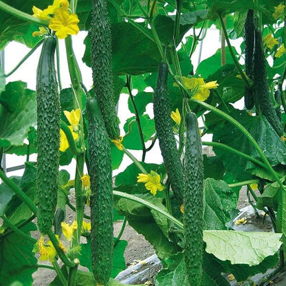 Long Cucumber Vegetable Seeds for Planting – Heirloom Non-GMO Garden Seeds