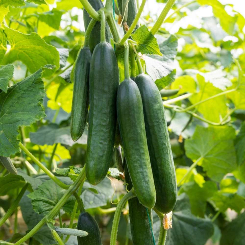 long green cucumber seeds