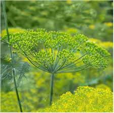 Tall Long Island Mammoth Dill Growing in Herb Garden