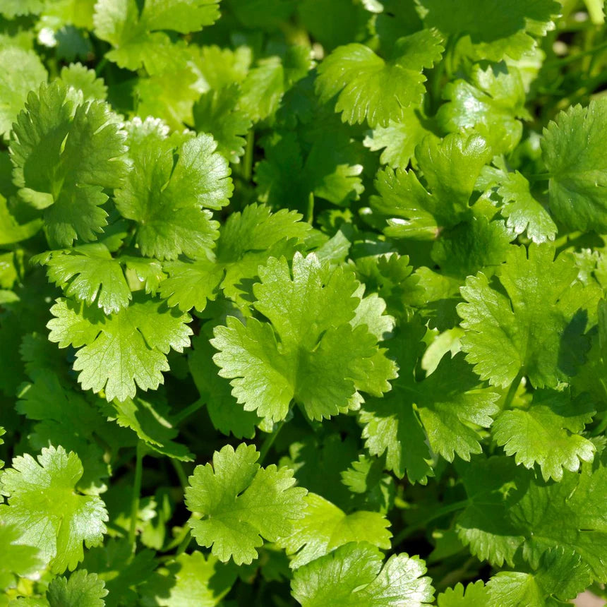 Santo Cilantro Seeds