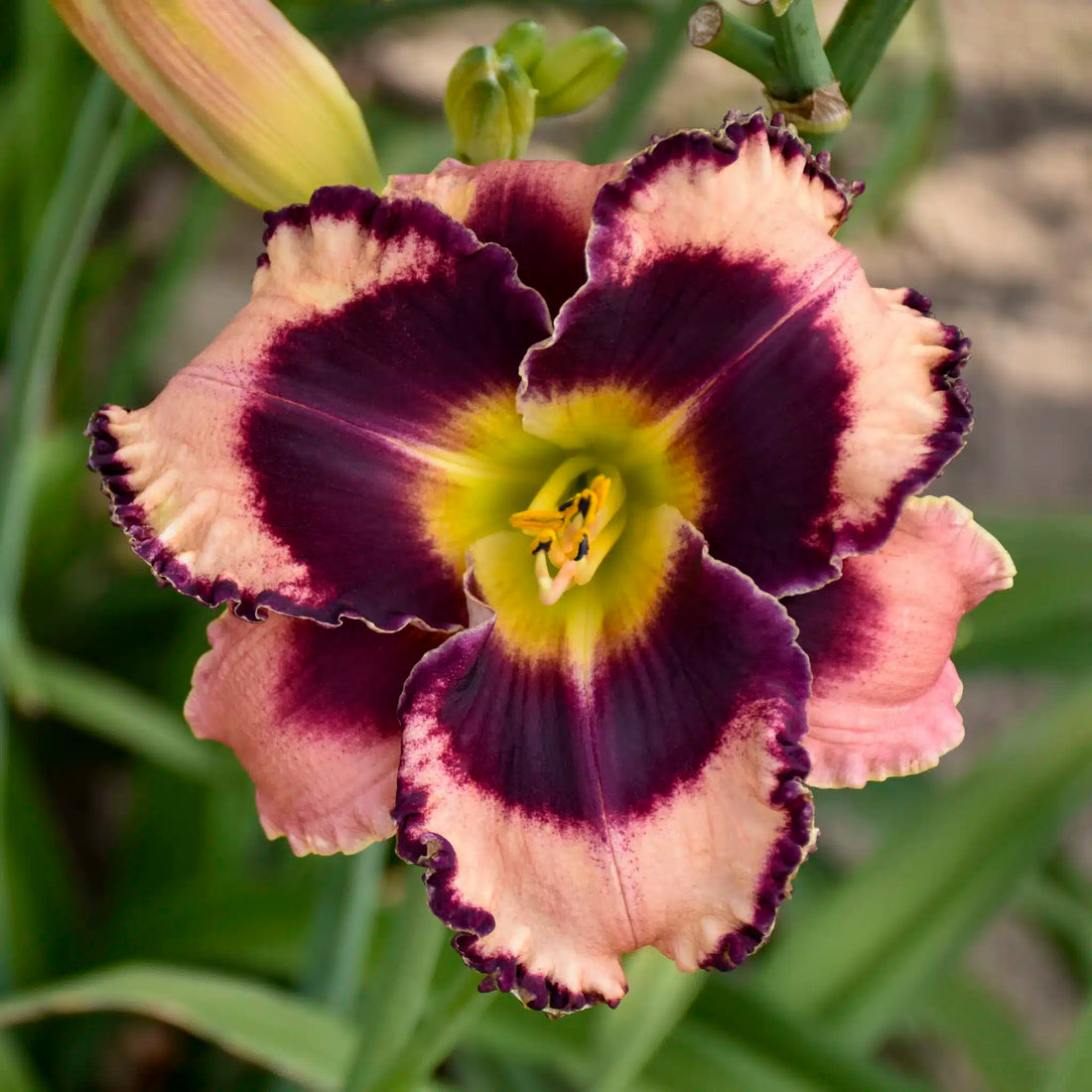 Cream Hemerocallis flower seeds