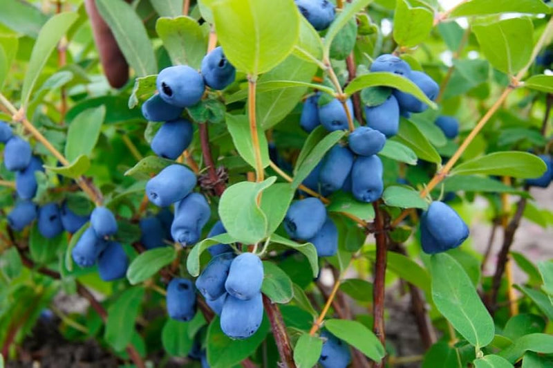Lonicera Caerulea Honeyberry Fruit Seeds for Planting – Heirloom Non-GMO Garden Seeds