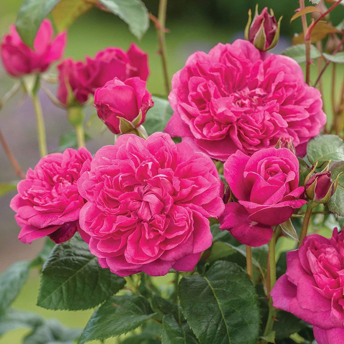 Dark Pink flower seeds