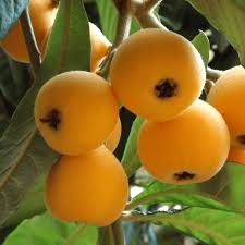 Orange Loquat Fruit Seeds for Planting – Heirloom Non-GMO Garden Seeds