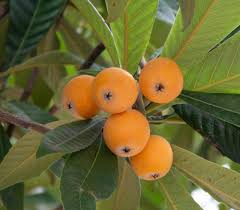 Orange Loquat Fruit Seeds for Planting – Heirloom Non-GMO Garden Seeds