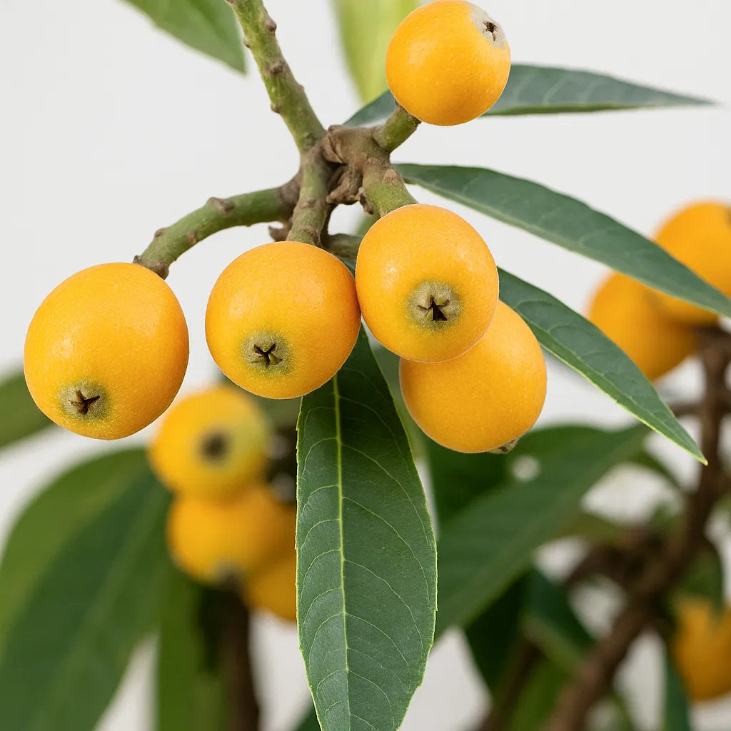 Big Jim loquat fruit tree with glossy green evergreen leaves, clusters of ripe yellow-orange loquat fruits, and a healthy canopy in a home garden.