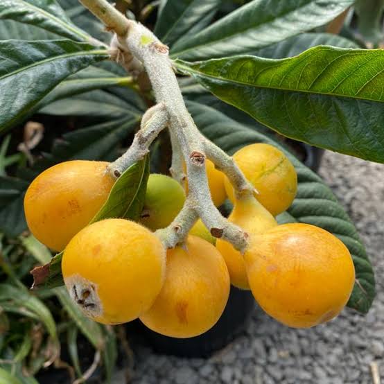 Pupello loquat fruit seeds for planting, featuring fresh loquat fruits with yellow-orange skin, glossy green leaves, and an evergreen fruit tree growing in a home garden.