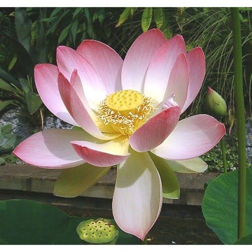 Mrs. Perry D. Slocum lotus with large pink, yellow, and creamy flowers above broad green leaves in a sunny water garden.