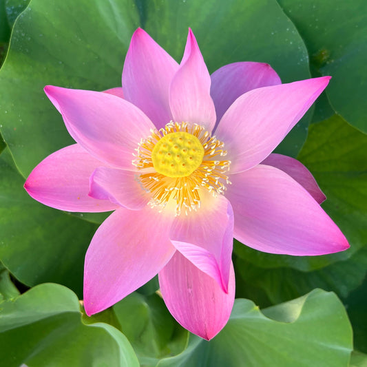 Maggie Bell Slocum lotus seeds for planting, an ornamental lotus variety for water gardens with pink-toned flowers and rounded green leaves.