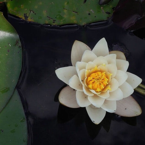 Asiatic White Lotus plant