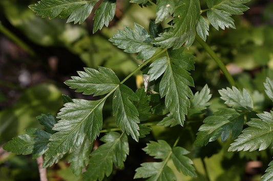 Lovage Herb Seeds for Planting – Heirloom Non-GMO Garden Seeds