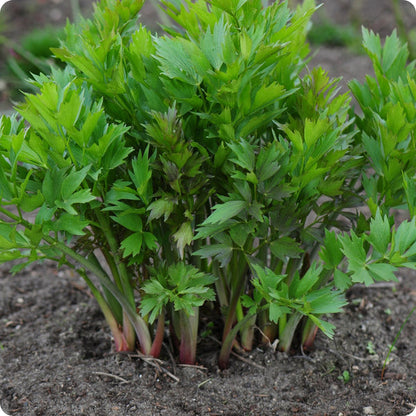 Lovage Herb Seeds for Planting – Heirloom Non-GMO Garden Seeds
