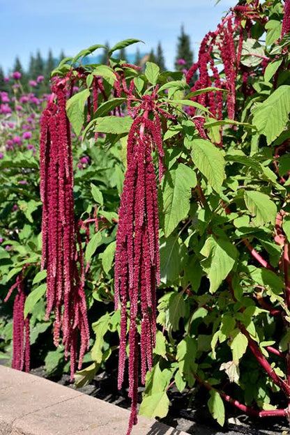 Amaranthus Caudatus flower seeds for planting with cascading red flower tassels