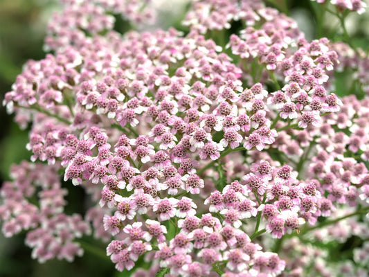 Graines d'achillée millefeuille Love Parade pour la plantation – Semences potagères ancestrales sans OGM