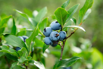 Lowbush Blueberry Fruit Seeds for planting with blue berries and green foliage