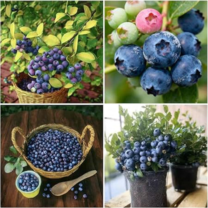 Lowbush Blueberry Fruit Seeds for planting with blue berries and green foliage