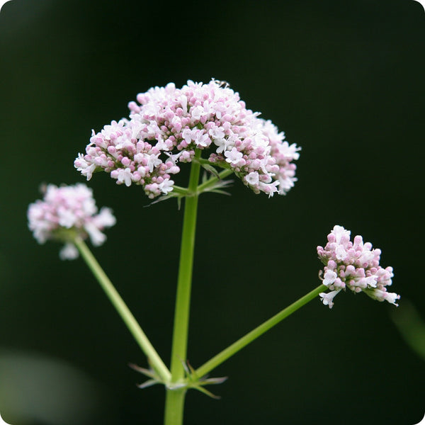 Lubelski Valerian Herb Seeds for Planting – Heirloom Non-GMO Garden Seeds