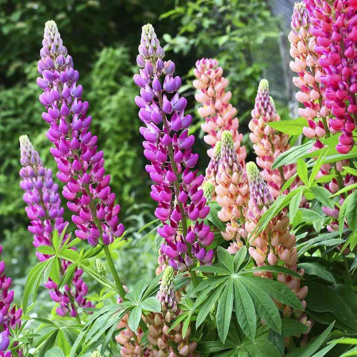 Lupine flower seeds