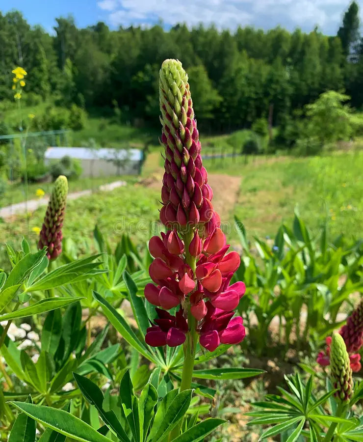 Burgundy Lupine flower seeds