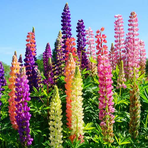 Lupine Mixed Flower Seeds for Planting with Colorful Lupine Flower Spikes