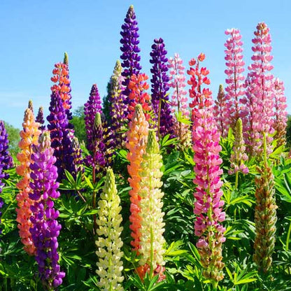 Lupine Mixed Flower Seeds for Planting with Colorful Lupine Flower Spikes
