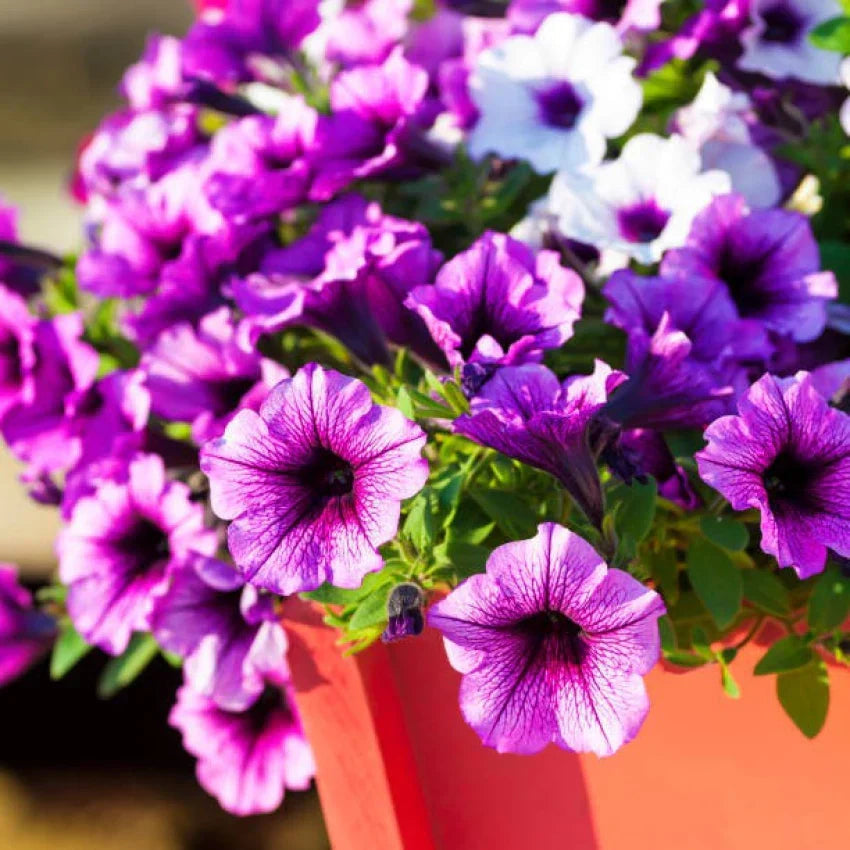 Hanging Petunia flower seeds