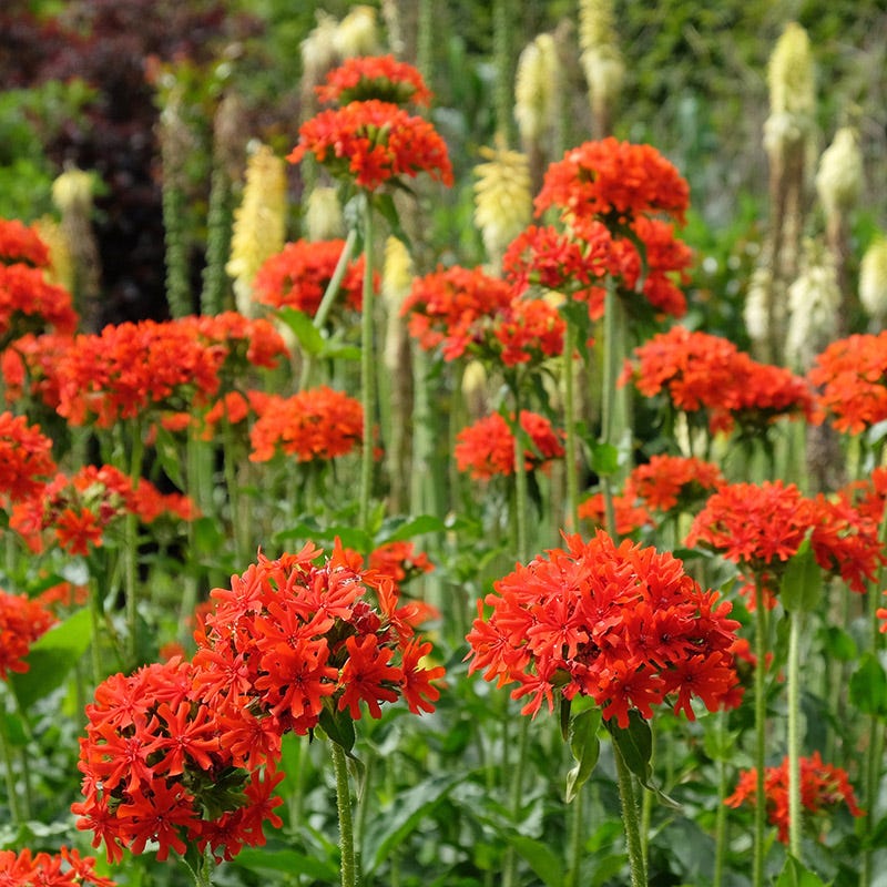 Maltese Cross flower seeds