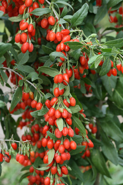Goji Berry Lycium barbarum Fruit Seeds for Planting – Heirloom Non-GMO Garden Seeds