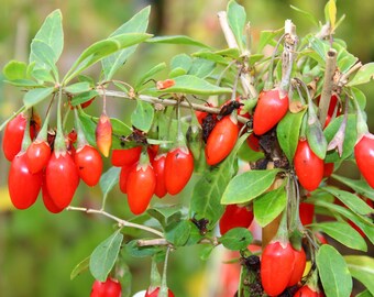 himalayan goji berry seeds