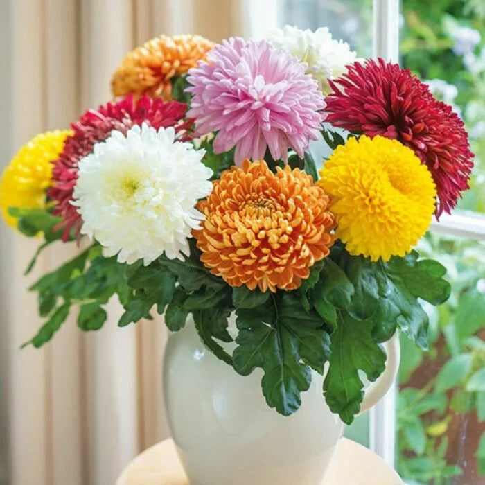 Chrysanthemum flower seeds