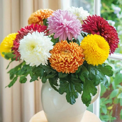 Chrysanthemum flower seeds