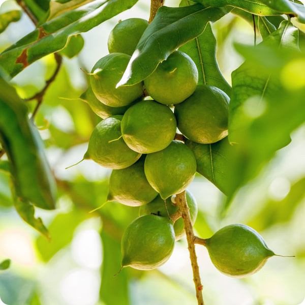 macadamia nut seeds