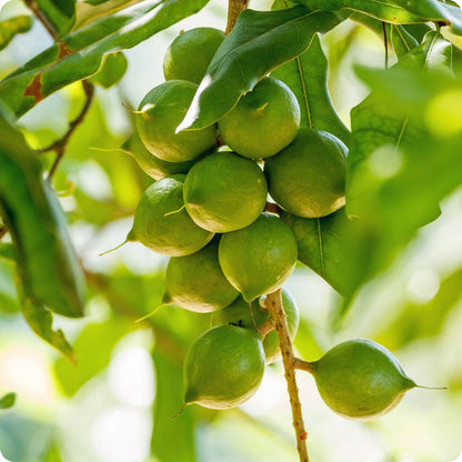 macadamia nut seeds