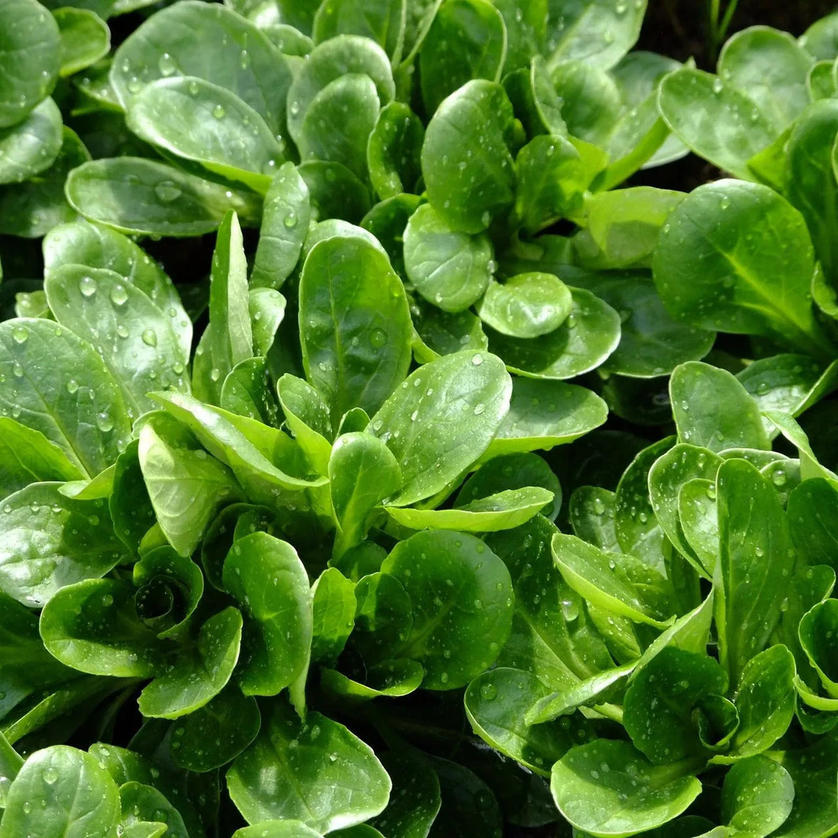 Valeriana locusta lamb's lettuce leafy vegetable with tender green rosette leaves growing in a home vegetable garden.