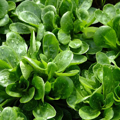 Valeriana locusta lamb's lettuce leafy vegetable with tender green rosette leaves growing in a home vegetable garden.