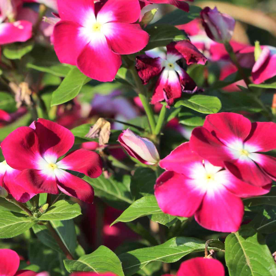 Vinca Victory flower seeds
