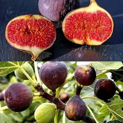 Madeira Fig fruit seeds for planting with ripe figs on a fig tree