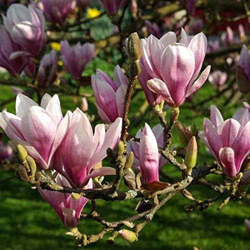 Soulangeana Magnolia flower seeds