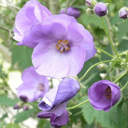 Blue Striatum Abutilon plant