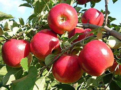 Apple Malus domestica Seeds for Planting – Heirloom Non-GMO Apple Seeds