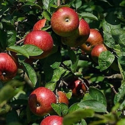 Crabapple Malus pumila Fruit Seeds for Planting – Heirloom Non-GMO Garden Seeds