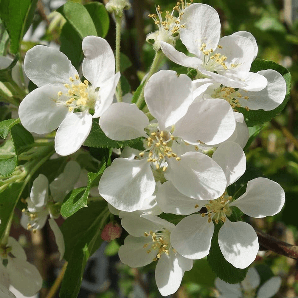 Malus flower seeds