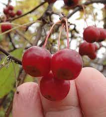 sargents crabapple seeds