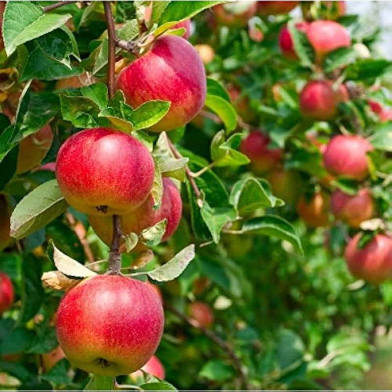 Crab Apple Malus sylvestris Fruit Seeds for Planting – Heirloom Non-GMO Garden Seeds