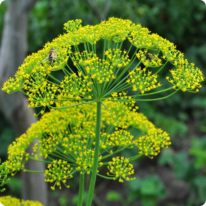 Mammoth Dill herb seeds for planting with tall green feathery dill foliage and yellow flower umbels