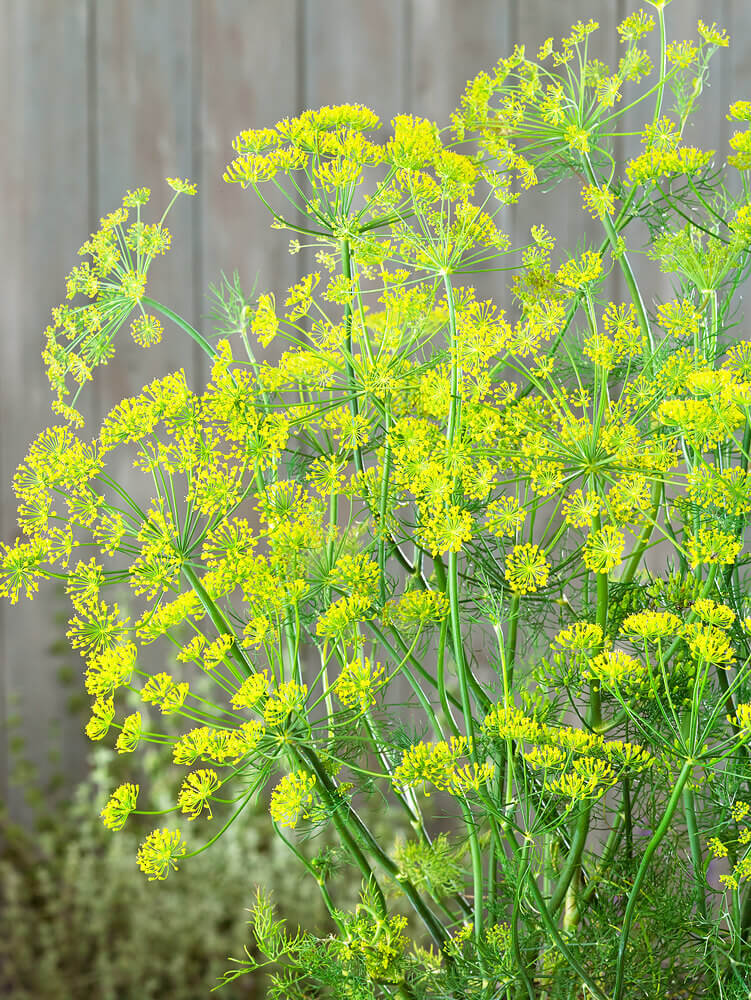 Mammoth Dill herb seeds for planting with tall green feathery dill foliage and yellow flower umbels
