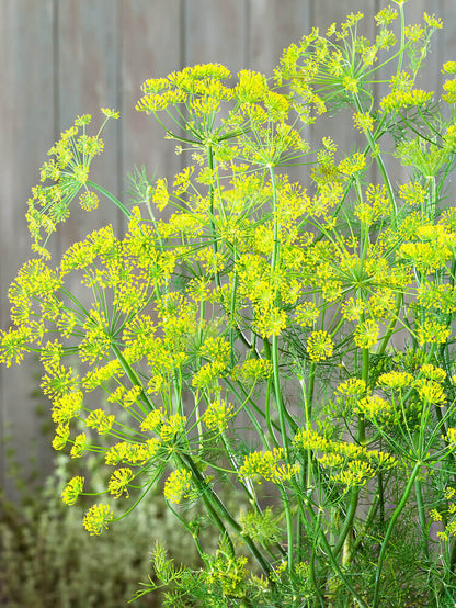 Mammoth Dill herb seeds for planting with tall green feathery dill foliage and yellow flower umbels