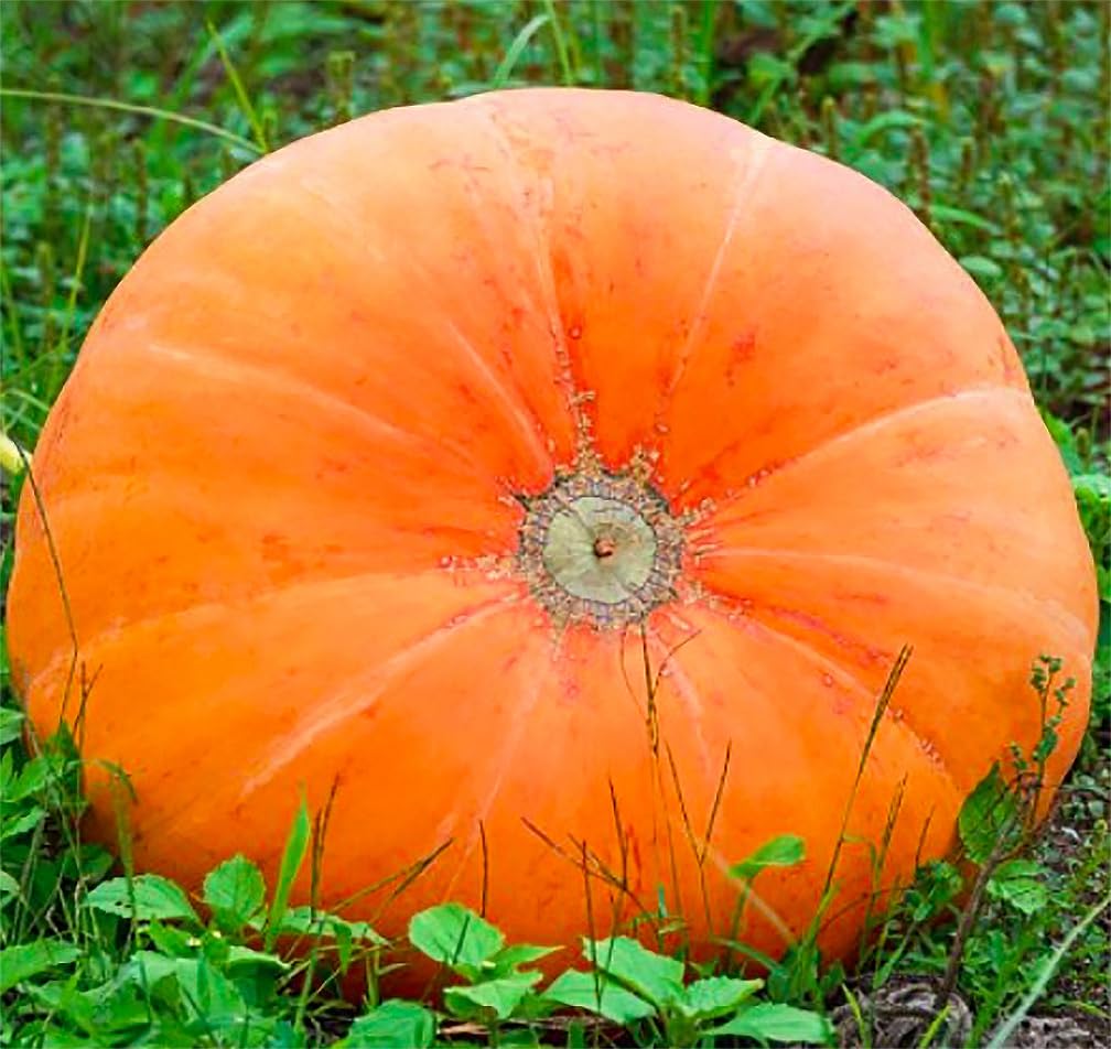 Mammoth Gold Pumpkin Seeds
